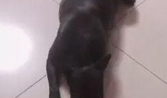 主播扎狗爆料视频,视频内容深度解析